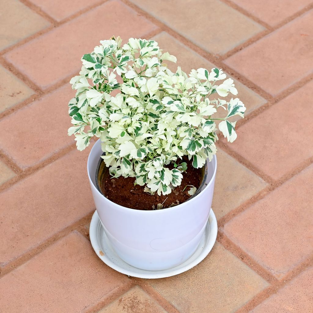 Aralia White in 6 Inch White Premium Sphere Plastic Pot with Tray