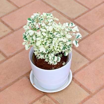 Buy Aralia White in 6 Inch White Premium Sphere Plastic Pot with Tray Online | Urvann.com