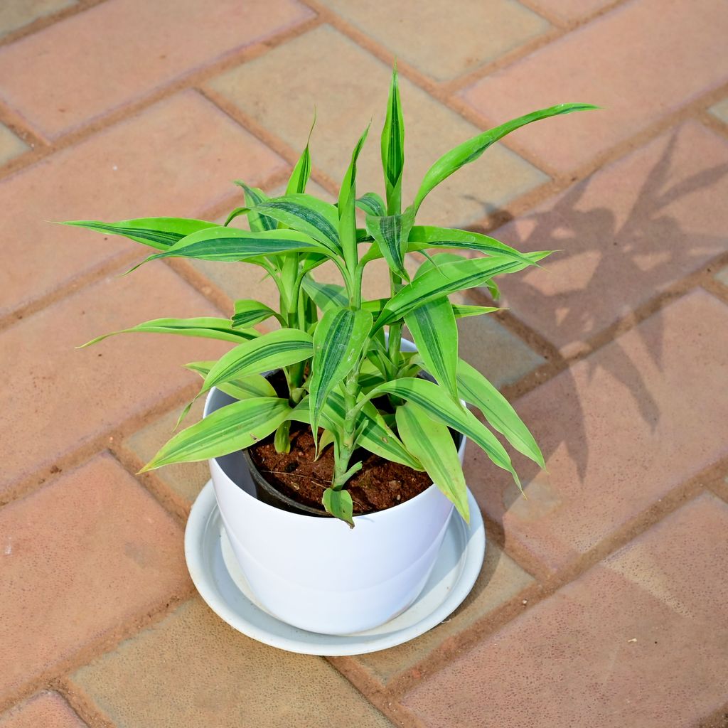 Buy Soil Bamboo in 5 Inch White Premium Sphere Plastic Pot with Tray Online | Urvann.com Soil Bamboo in 5 Inch White Premium Sphere Plastic Pot with Tray