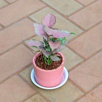 Buy Syngonium Pink in 4 Inch Classy Cylindrical Ceramic Pot with Tray (any colour) Online | Urvann.com