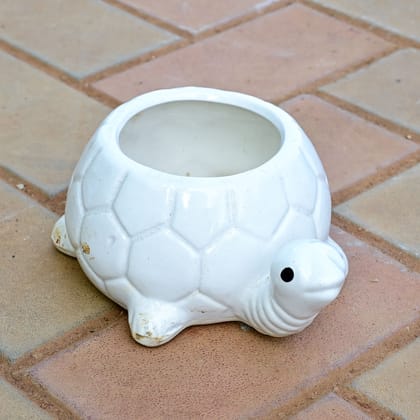 Buy 5 Inch White Turtle Designer Ceramic Pot Online | Urvann.com