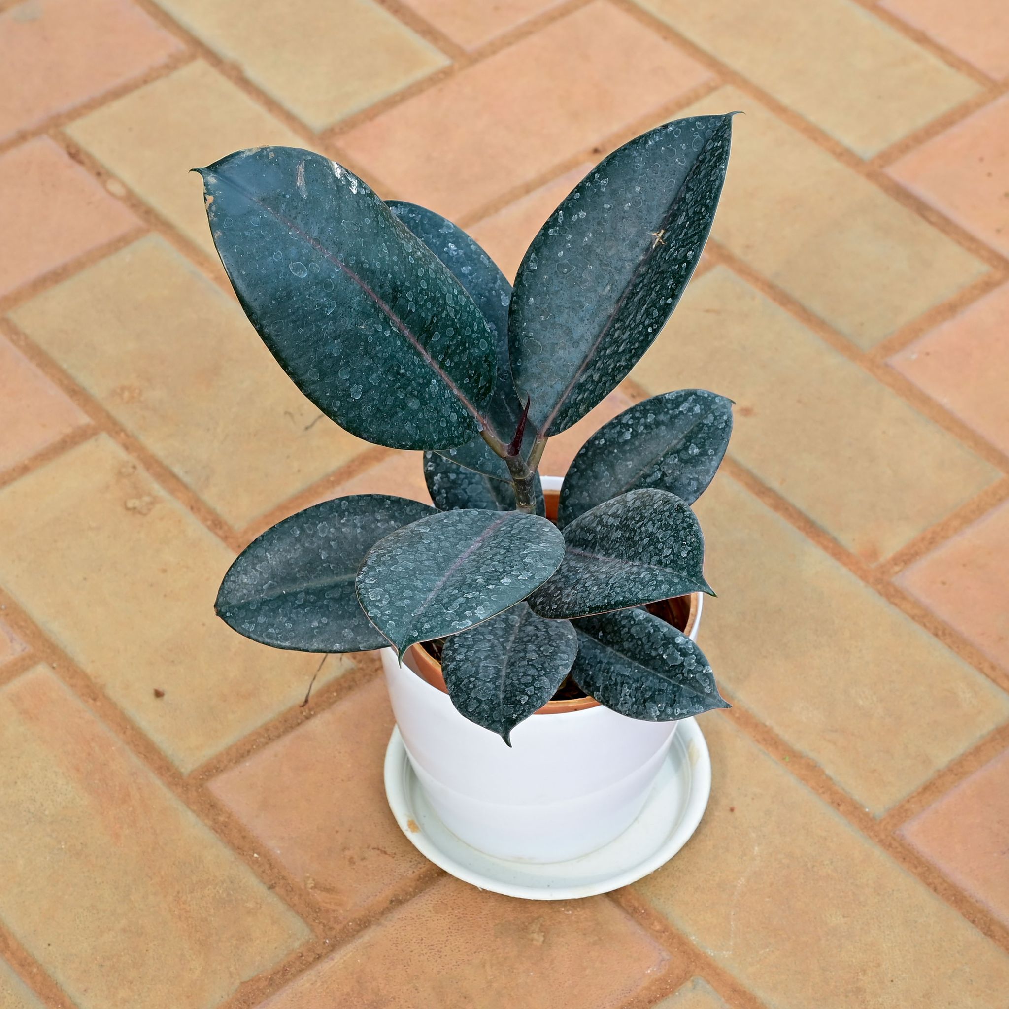 Rubber Black in 6 Inch White Premium Sphere Plastic Pot with Tray