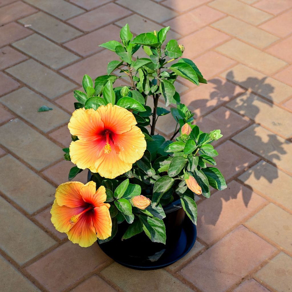 Hibiscus (any colour) in 8 Inch Nursery Pot with Tray