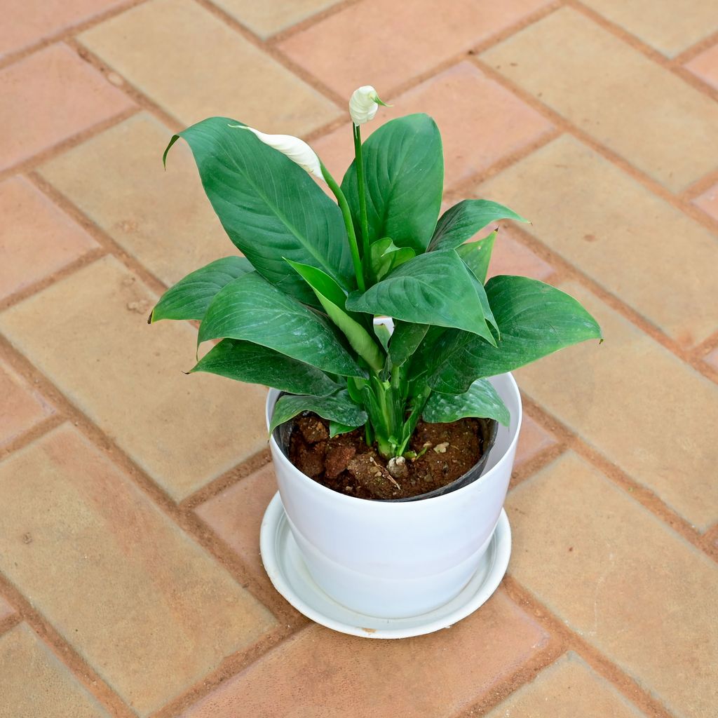 Peace Lily in 5 Inch White Premium Sphere Plastic Pot with Tray