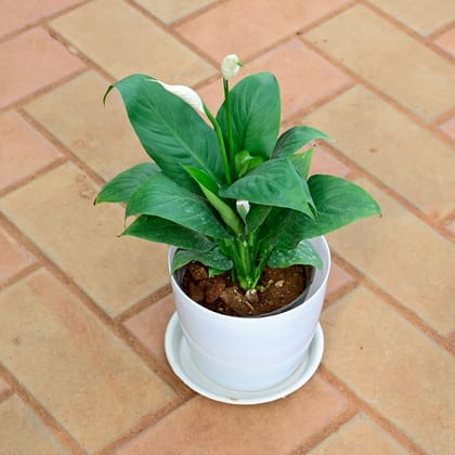 Buy Peace Lily in 5 Inch White Premium Sphere Plastic Pot with Tray Online | Urvann.com