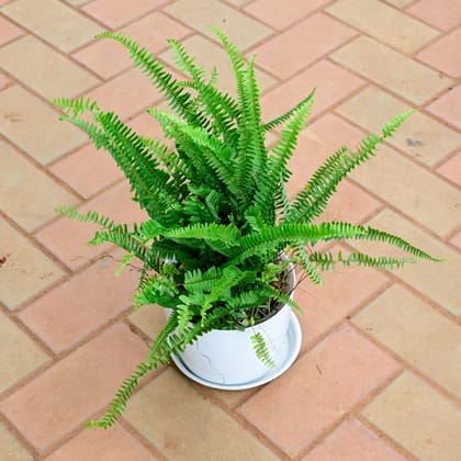 Buy Bird Nest Fern in 8 Inch White Premium Sphere Plastic Pot with Tray Online | Urvann.com