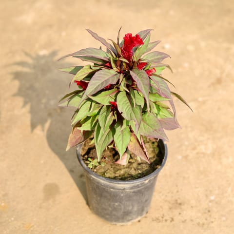 Cockscomb Red in 6 Inch Nursery Pot