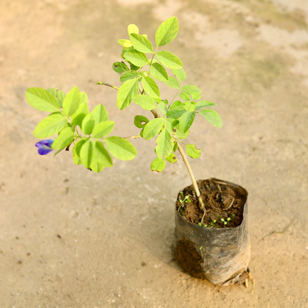 Buy Aparajita / Asian Pigeonwings Blue in 3 Inch Nursery Bag Online | Urvann.com Aparajita / Asian Pigeonwings Blue in 3 Inch Nursery Bag