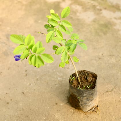 Buy Aparajita / Asian Pigeonwings Blue  in 3 Inch Nursery Bag Online | Urvann.com