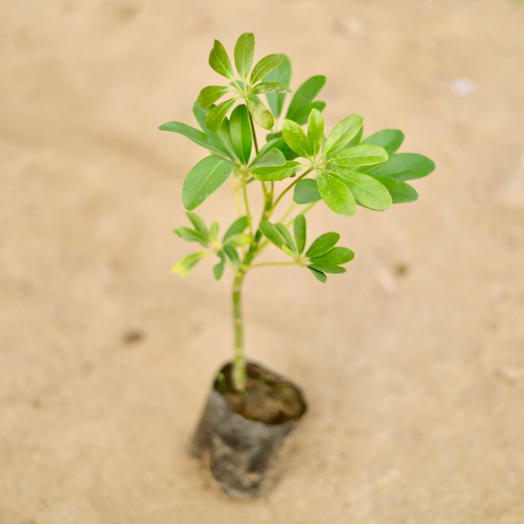Buy Schefflera Green in 4 Inch Nursery Bag Online | Urvann.com Schefflera Green in 4 Inch Nursery Bag