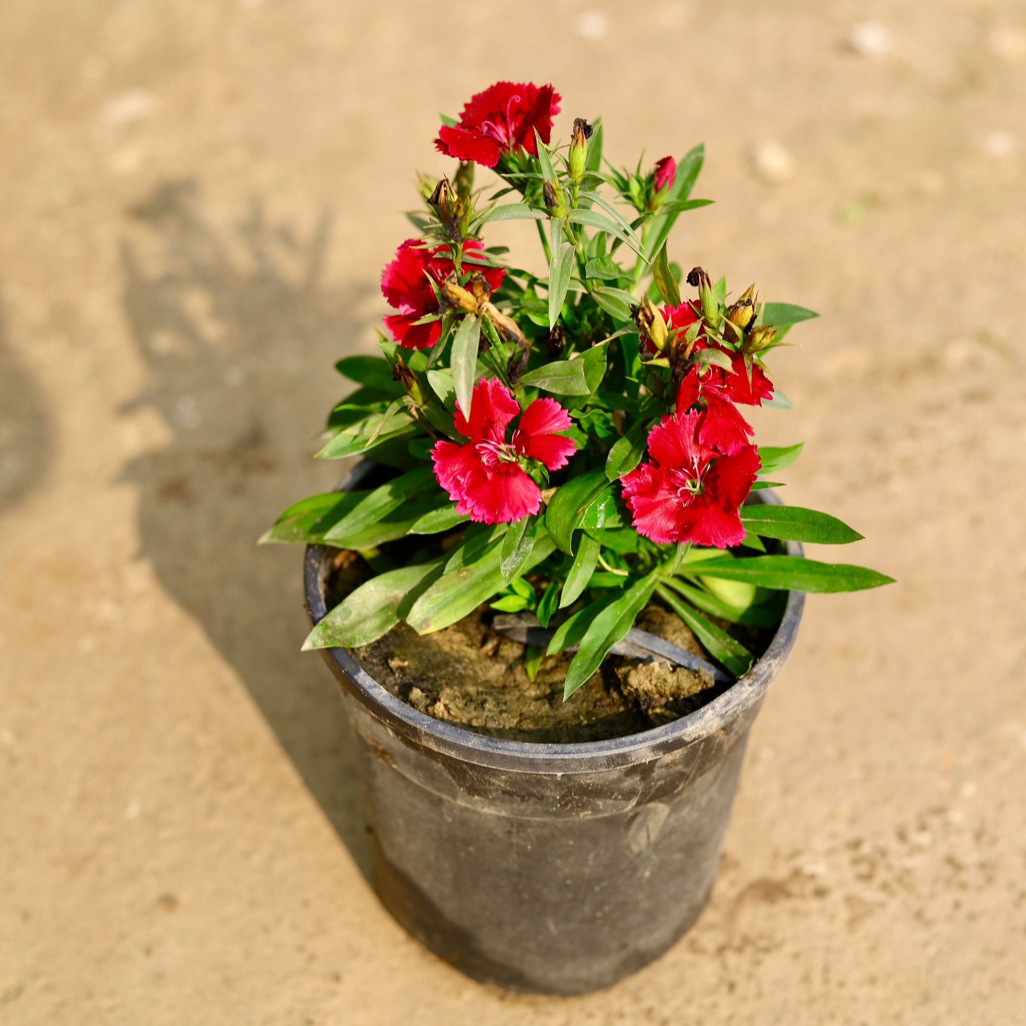 Dianthus (any colour) in 5 Inch Nursery Pot