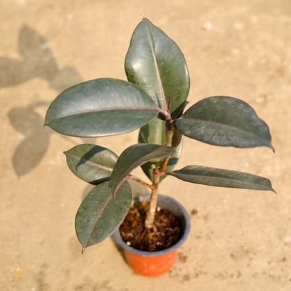 Buy Rubber  in 4 Inch Nursery Pot Online | Urvann.com