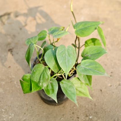 Buy Oxycardium Green  in 4 Inch Nursery Pot Online | Urvann.com