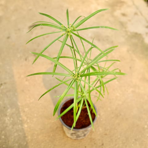 Umbrella Palm in 6 Inch Nursery Pot