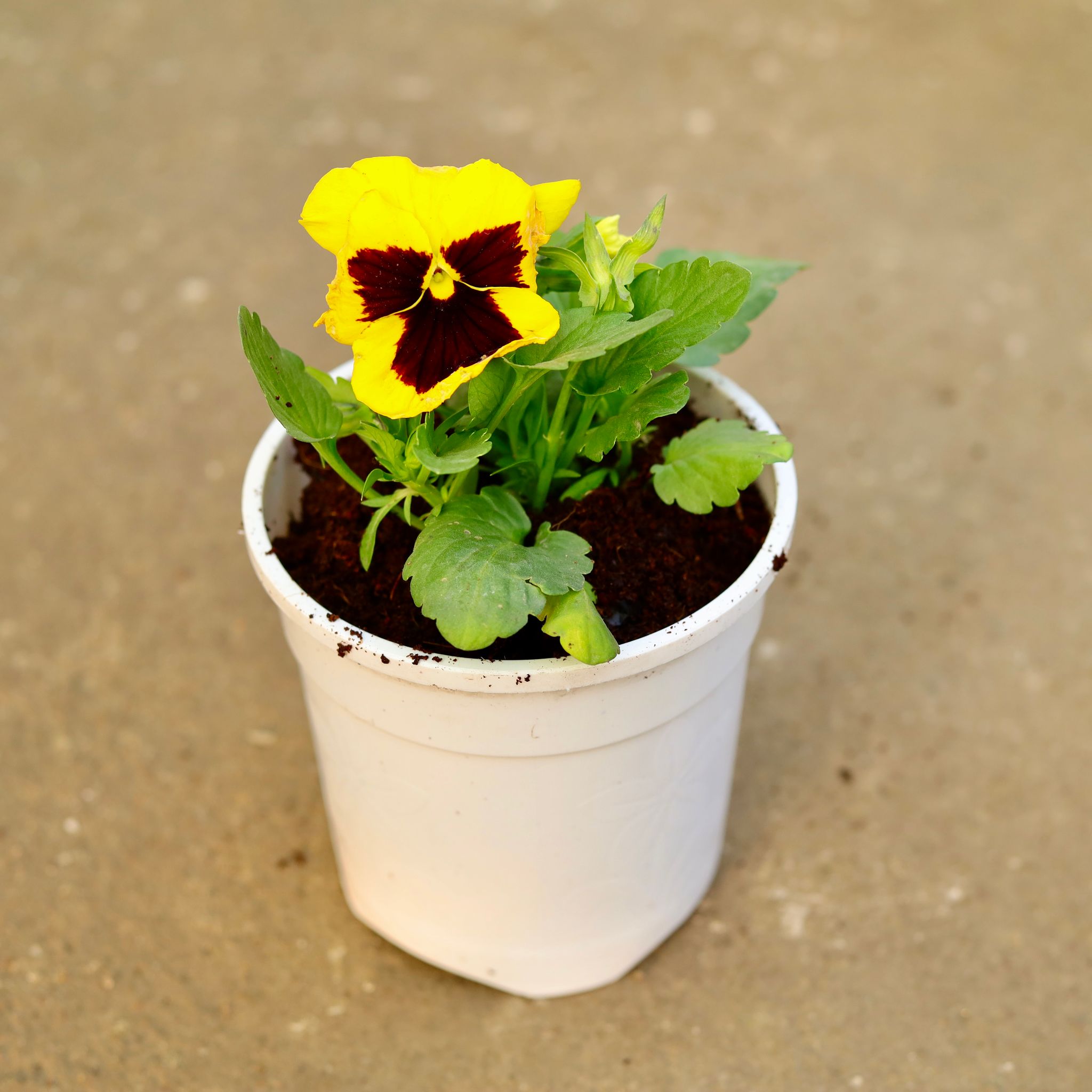 Pansy (any colour) in 6 Inch White Nursery Pot