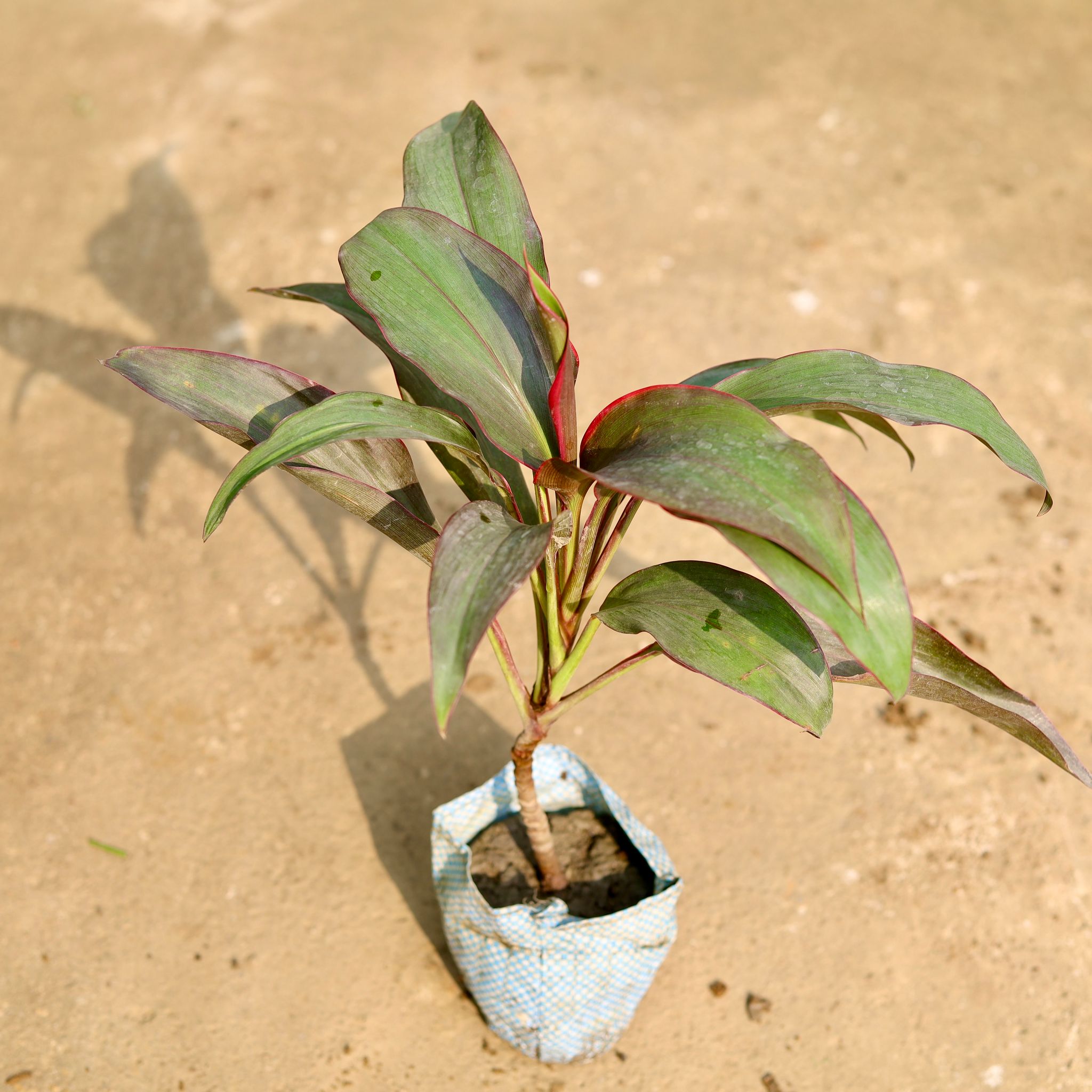 Dracaena Rosea in 4 Inch Nursery Bag