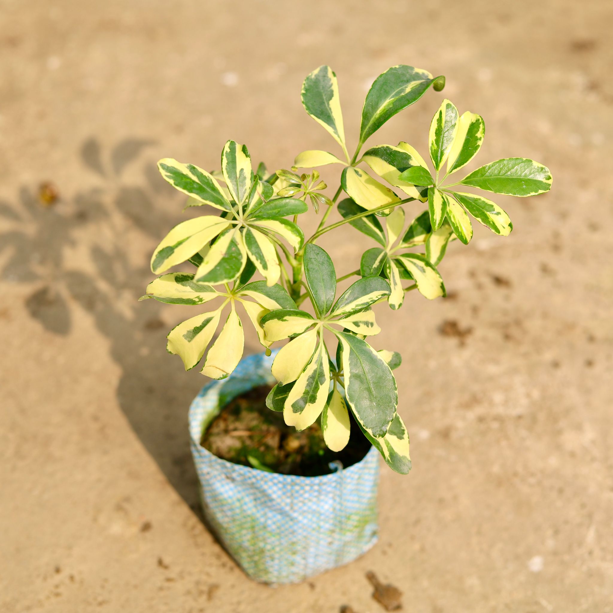 Schefflera variegated in 4 Inch Nursery Bag
