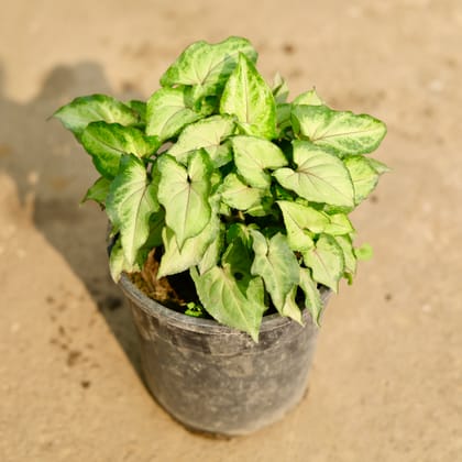 Buy Syngonium Pixie Green in 6 Inch Nursery Pot Online | Urvann.com