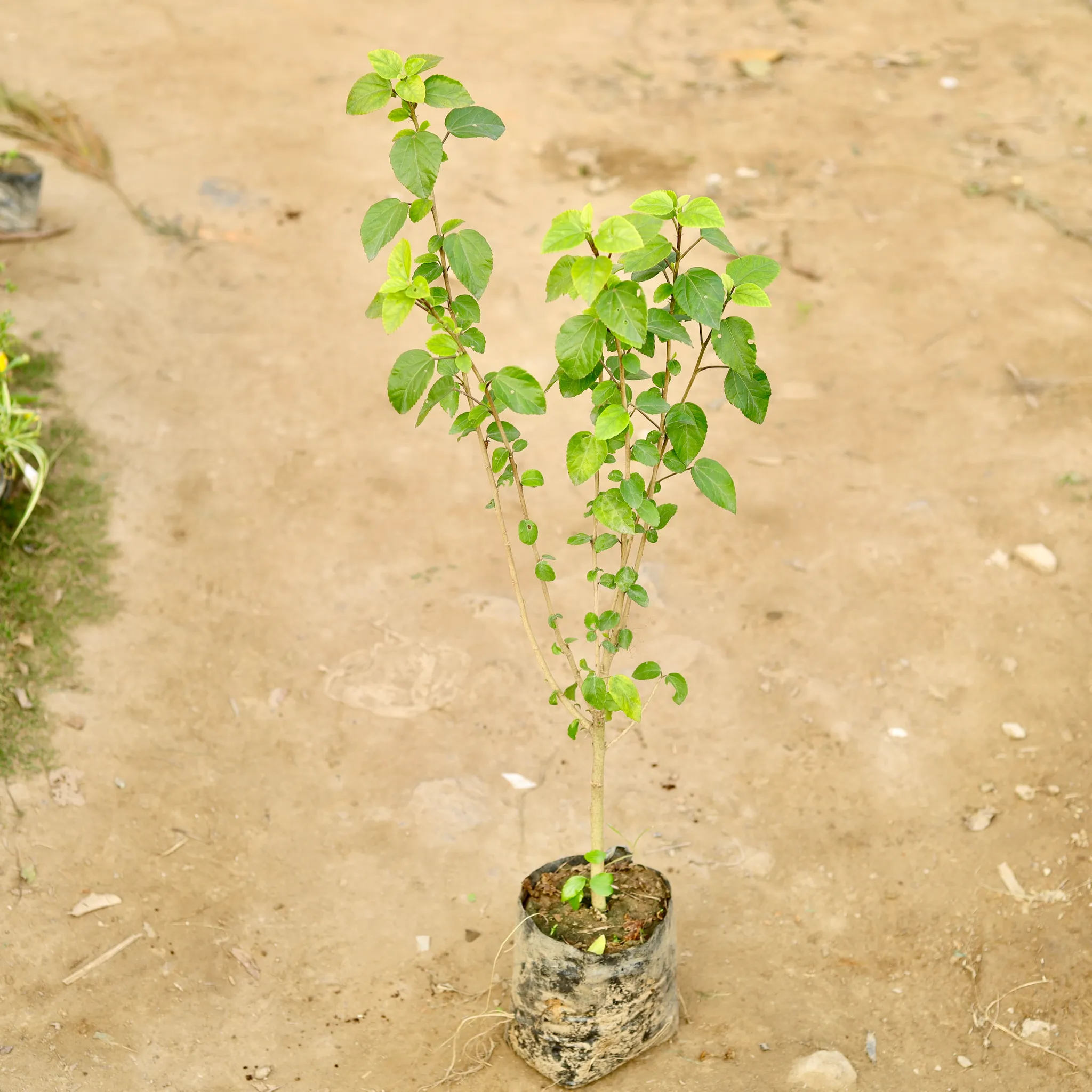 Hibiscus / Gudhal White in 4 Inch Nursery Bag