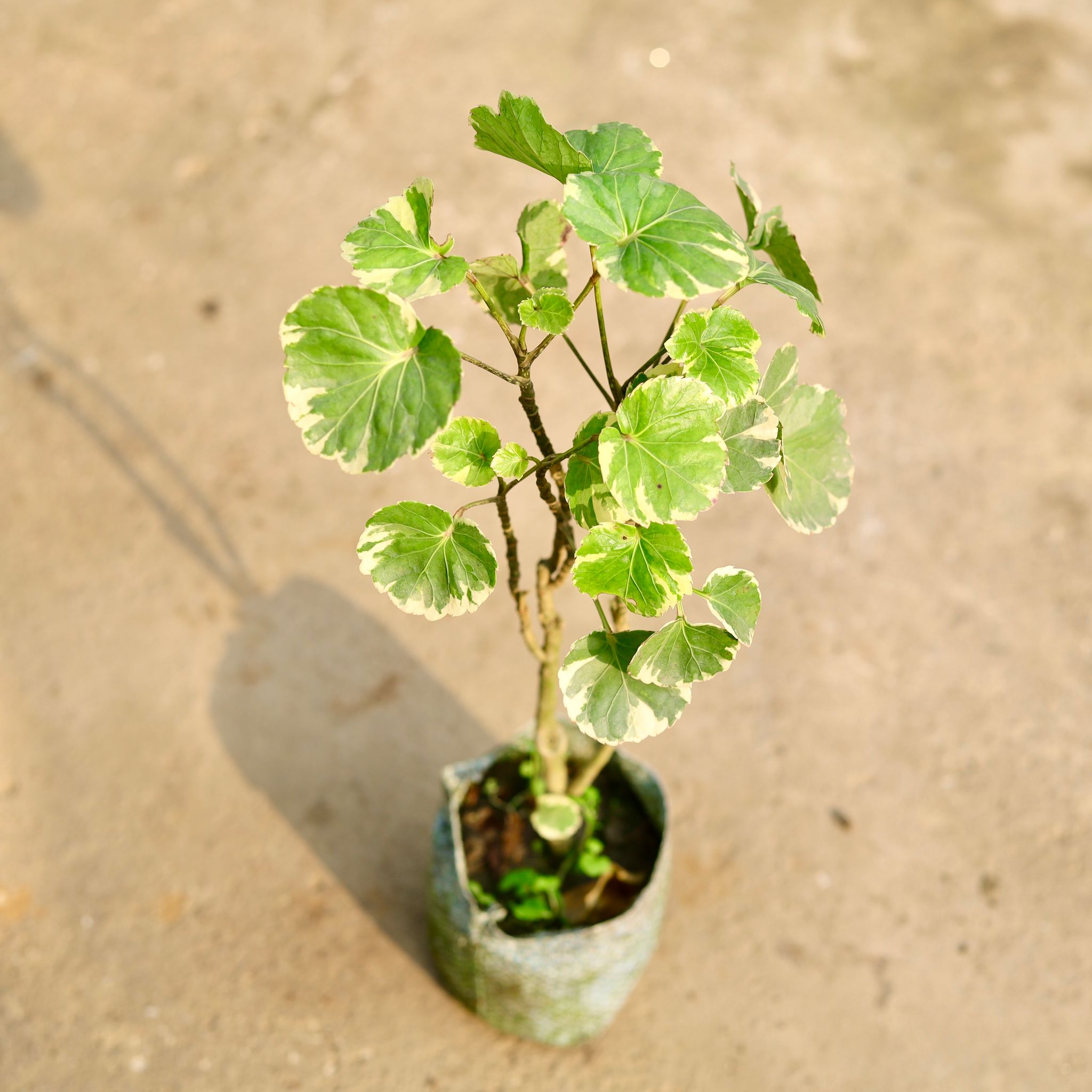 Aralia Dinner Plate in 4 Inch Nursery Bag