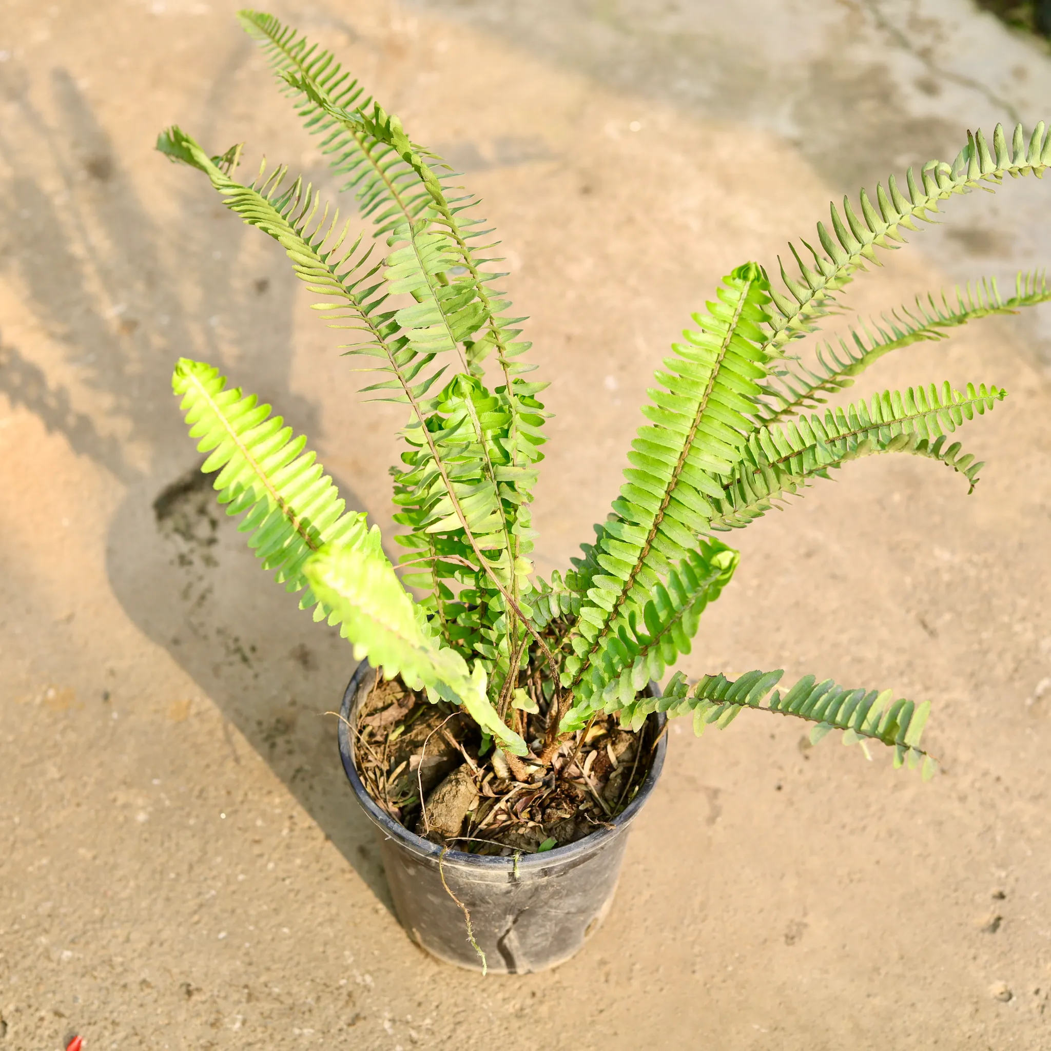 Fern Green in 6 Inch Nursery Pot