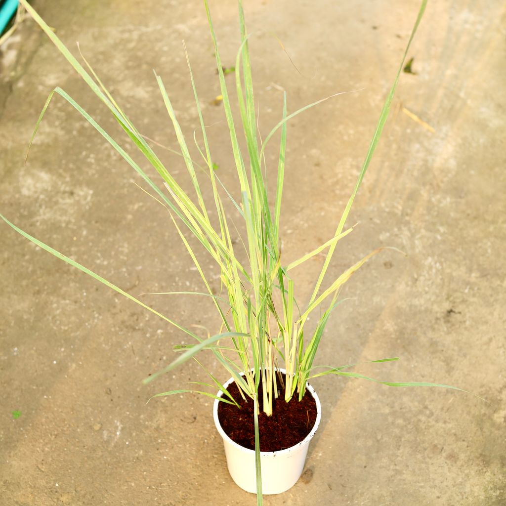 Buy Lemon Grass in 6 Inch White Nursery Pot Online | Urvann.com Lemon Grass in 6 Inch White Nursery Pot