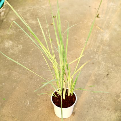 Buy Lemon Grass in 6 Inch White Nursery Pot Online | Urvann.com