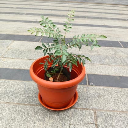 Curry Patta in 8 Inch Classy Red Plastic Pot with Tray