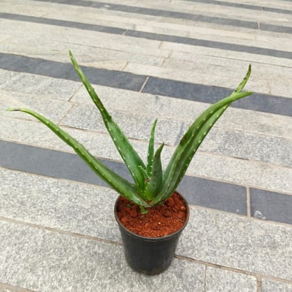 Aloe Vera in 5 Inch Nursery Pot