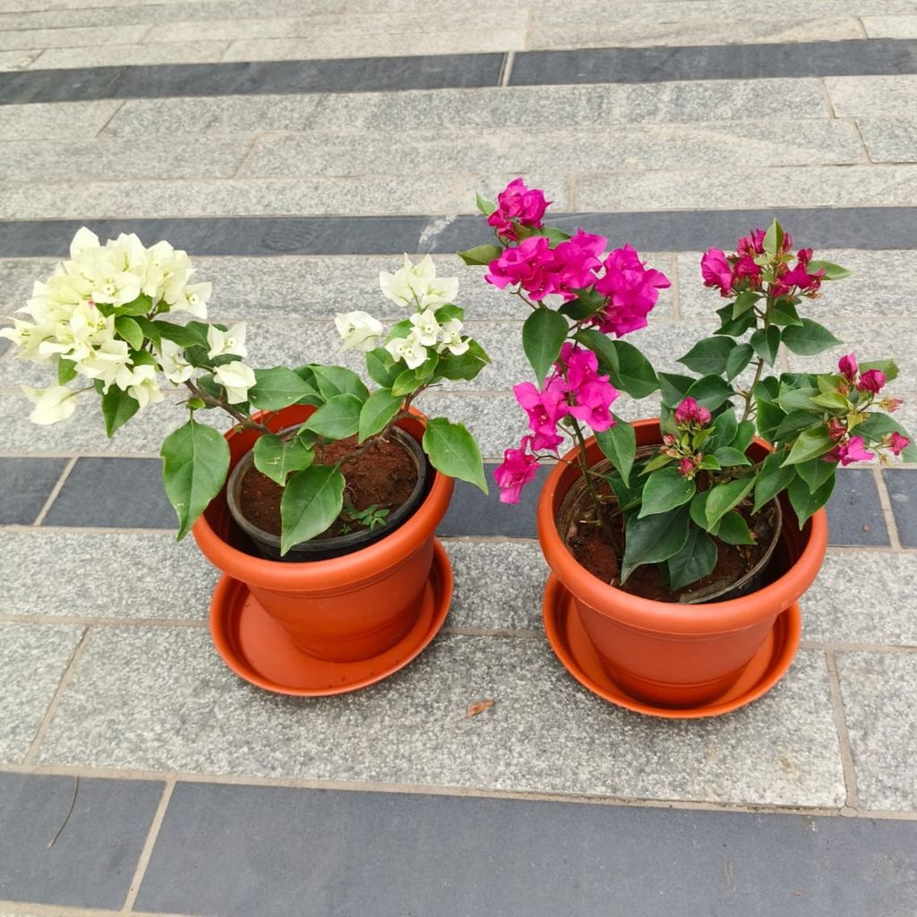Set of 2 - Bougainvillea (White & Pink) in 7 Inch Red Classy Plastic Pot with Tray