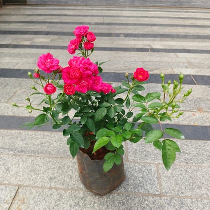 Button Rose Pink in 5 Inch Nursery Bag