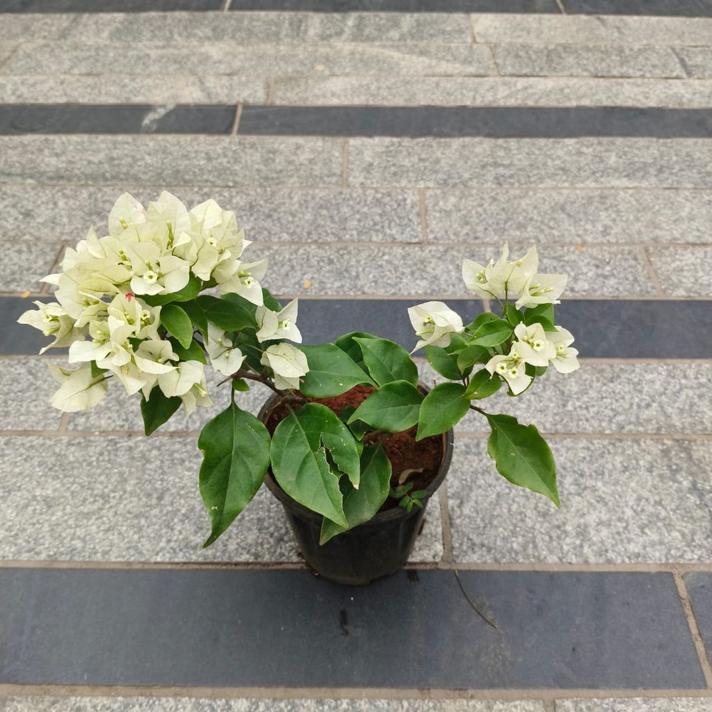 Bougainvillea White in 5 Inch Nursery Pot