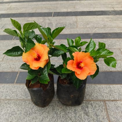 Set of 2 - Hibiscus / Gudhal (any colour) in 5 Inch Nursery Bag