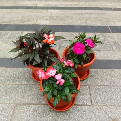 Set of 3 - Impatiens Balsamina (any colour) in 7 Inch Red Classy Plastic Pot with Tray