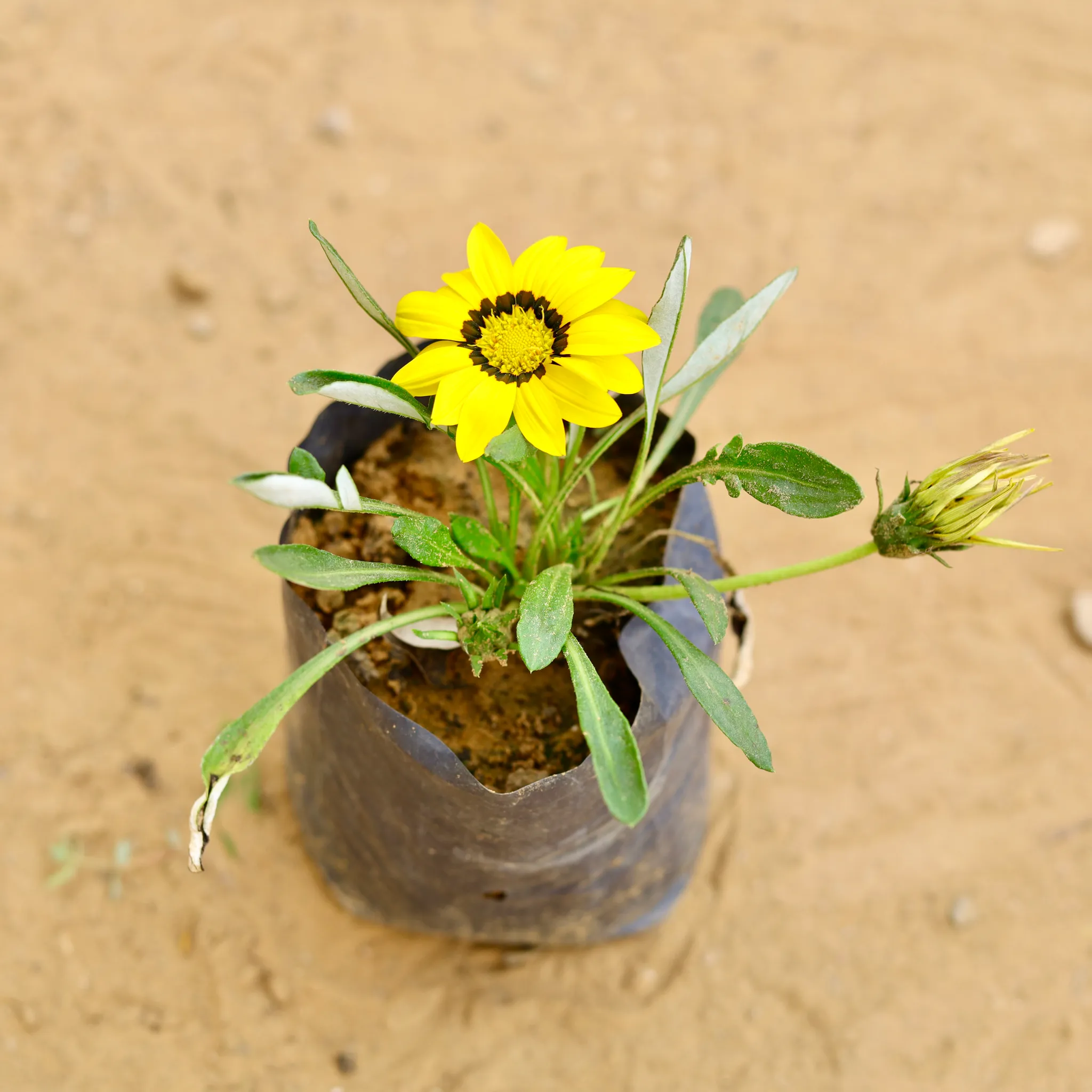 Gazania (any colour) in 4 Inch Nursery Bag
