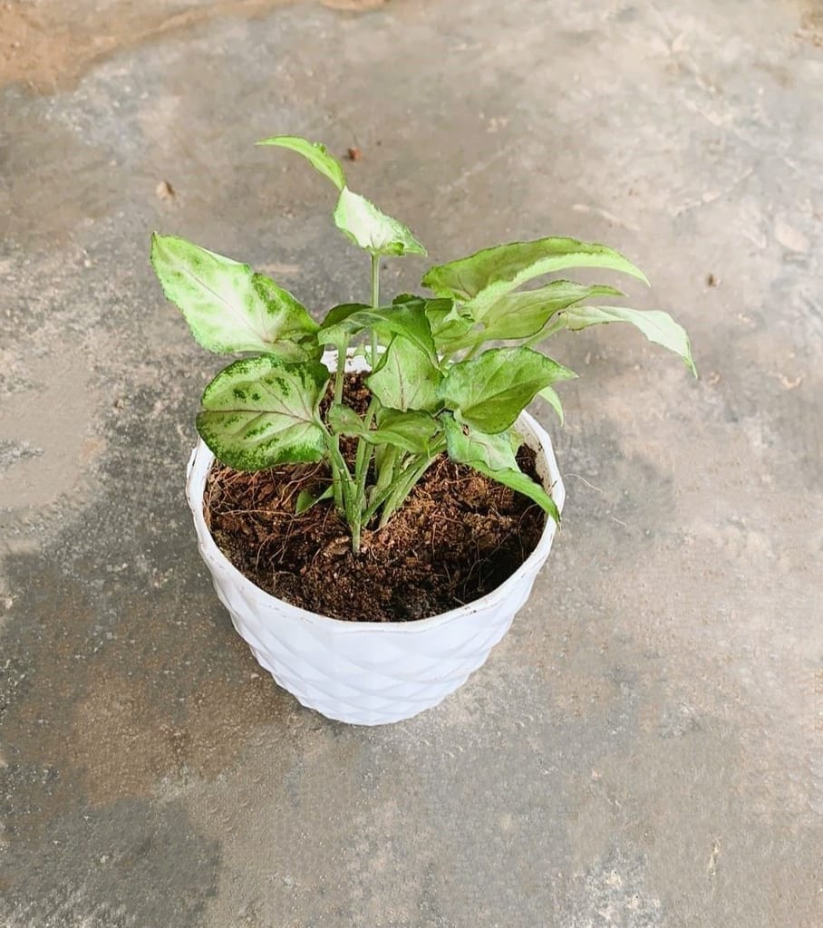 Syngonium Yammi in 4 Inch Plastic Diamond Pot any color