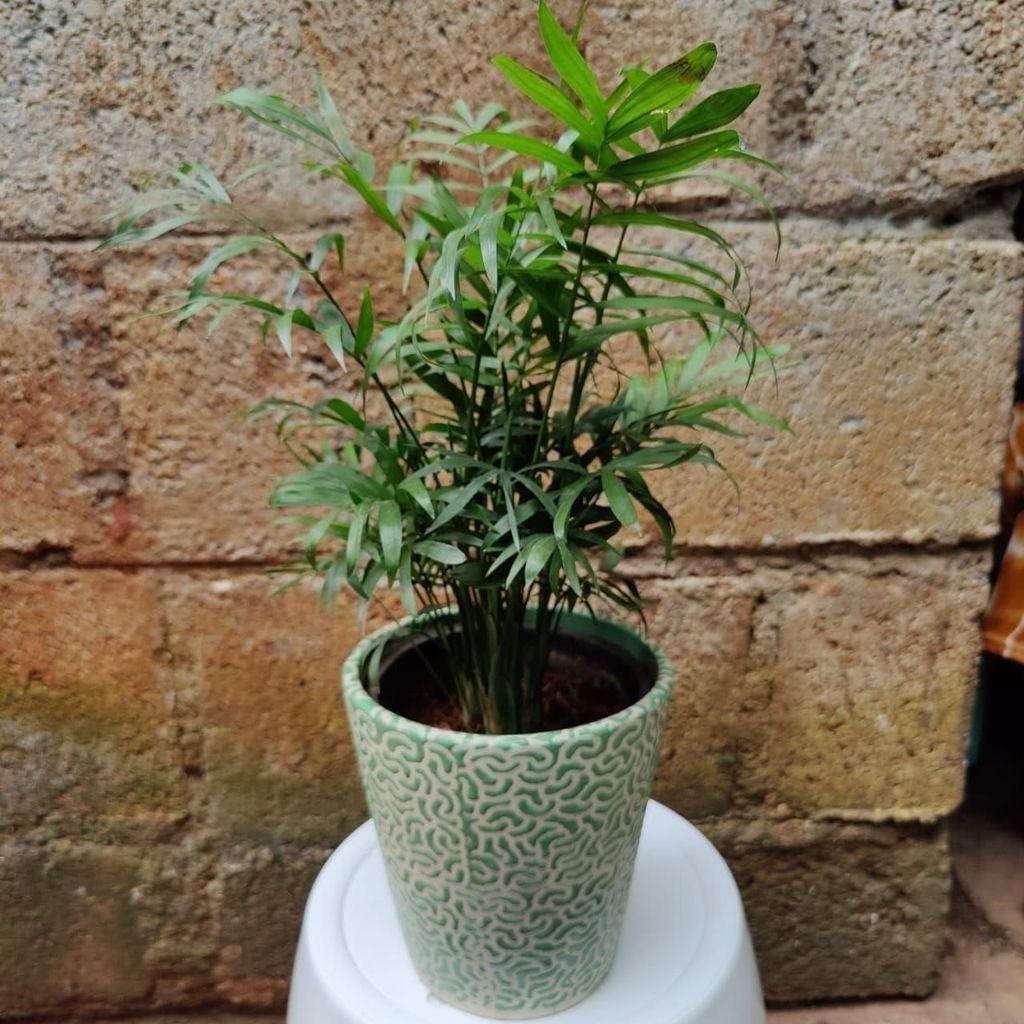Buy Chamaedorea Palm in 5 Inch Ceramic Planter (pot colour may vary) Online | Urvann.com Chameadorea Palm in 5 Inch Ceramic Planter (pot colour may vary)