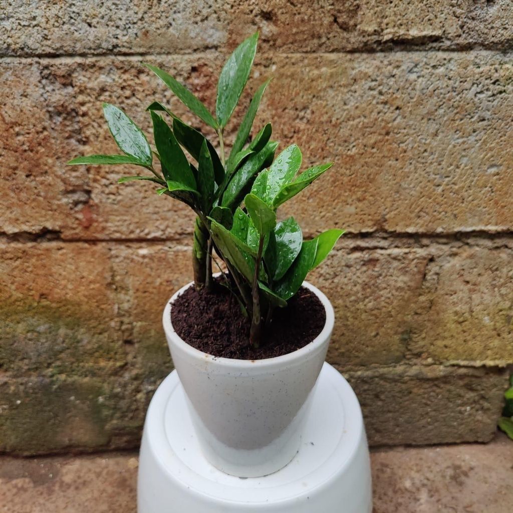 Buy ZZ Green in 10 Inch Ceramic Pot Online | Urvann.com ZZ Green in 10 Inch Ceramic Pot