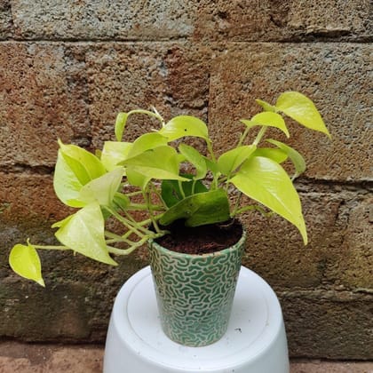 Buy Money Plant Golden in 8 Inch Ceramic Pot Online | Urvann.com