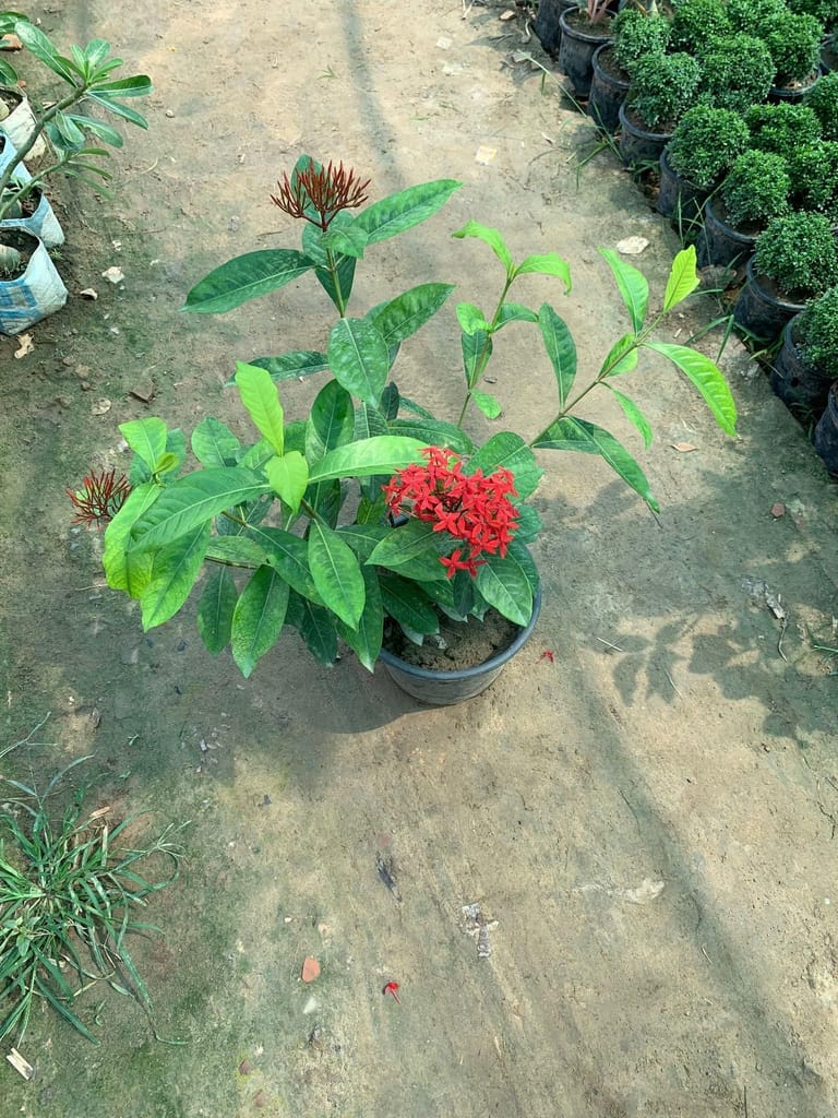 Buy Ixora Red in 10 Inch Plastic Pot Online | Urvann.com Ixora Red in 10 Inch Nursery Pot