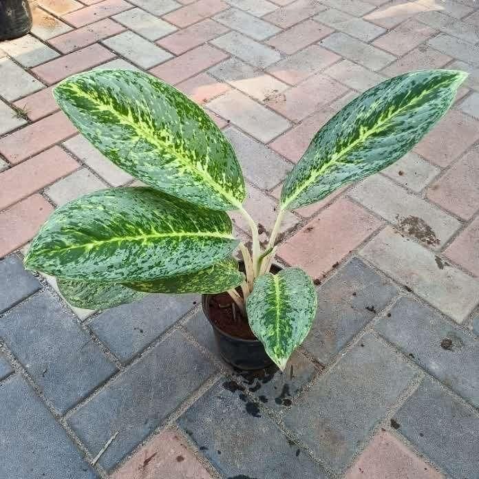 Buy Aglaonema Silver Green in 5 Inch Plastic Pot Online | Urvann.com Aglaonema Silver Green in 5 Inch Nursery Pot