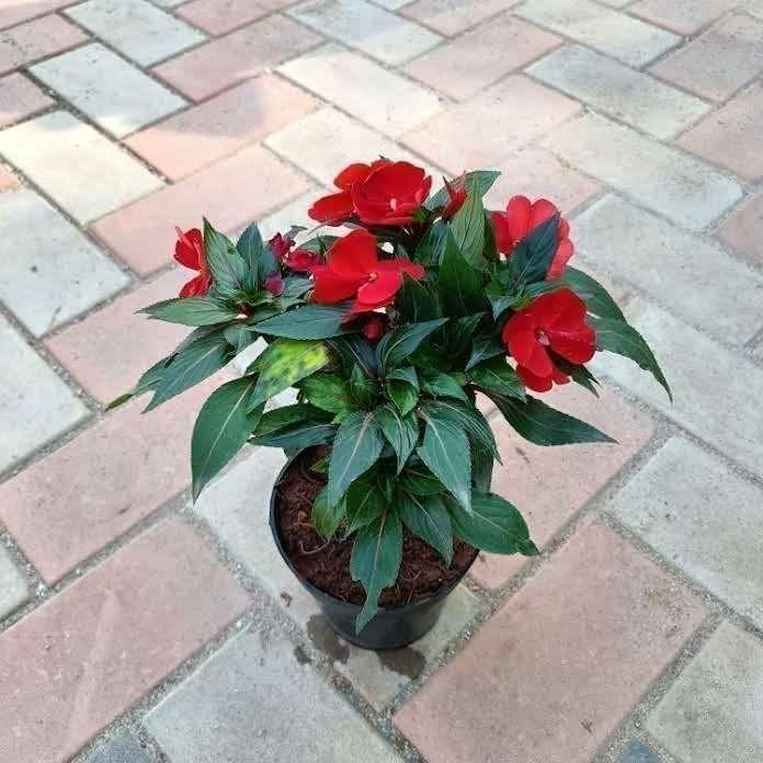 Buy Impatiens Balsimina Red in 5 Inch Plastic Pot Online | Urvann.com Impatiens Balsimina Red in 5 Inch Nursery Pot