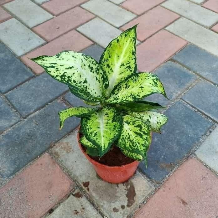Buy Aglaonema Dwarf in 5 Inch Plastic Pot Online | Urvann.com Aglaonema Dwarf in 5 Inch Nursery Pot