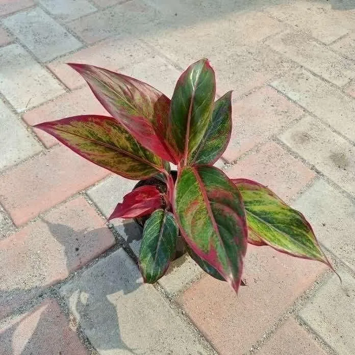 Aglaonema Cupsit in 4 Inch Nursery Pot