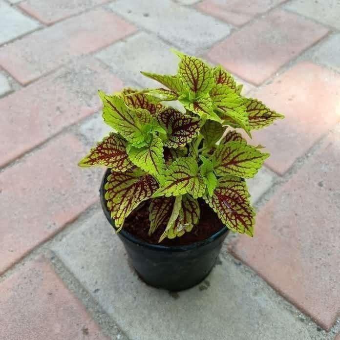 Coleus Red Green (any pattern) in 4 Inch Nursery Pot