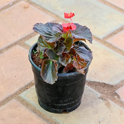 Begonia Red in 4 Inch Nursery Pot