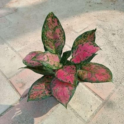 Buy Aglaonema Pink Beauty in 5 Inch Plastic Pot Online | Urvann.com