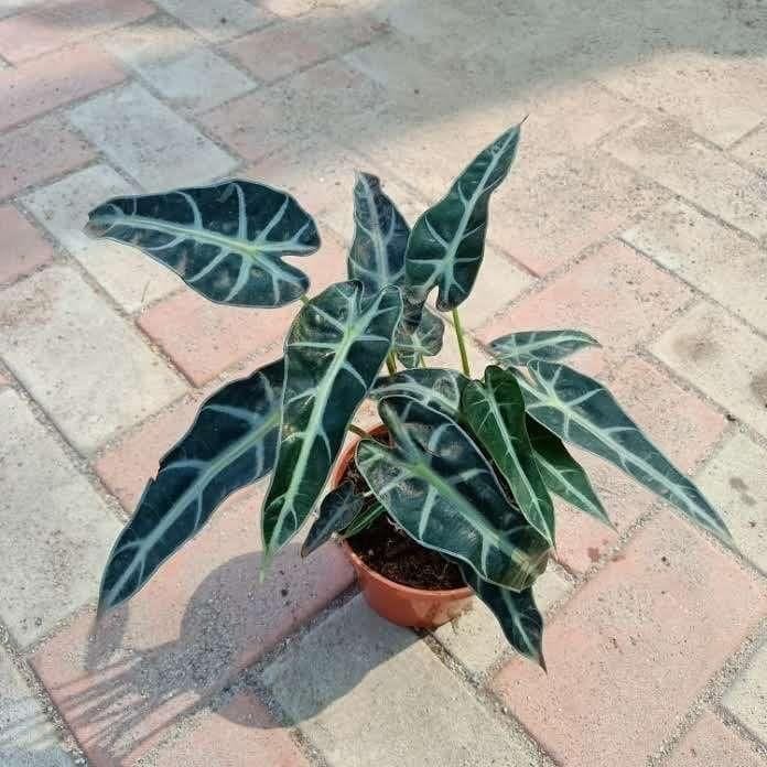 Buy Aglaonema Zebra in 5 Inch Plastic Pot Online | Urvann.com Aglaonema Zebra in 5 Inch Nursery Pot