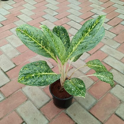 Buy Aglaonema Ice in 8 Inch Plastic Pot Online | Urvann.com