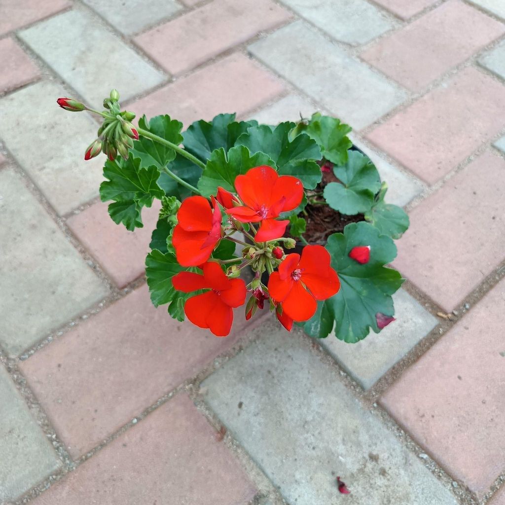 Buy Geranium Red in 4 Inch Plastic Pot Online | Urvann.com Geranium Red in 4 Inch Nursery Pot